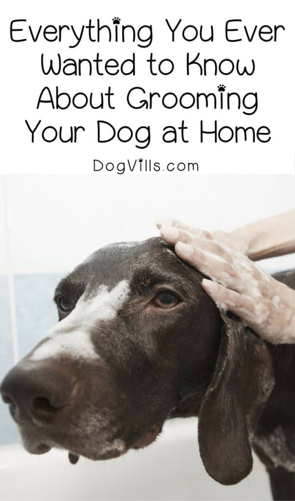 Save time & money by grooming your dog at home. Here’s everything you need to know about it!