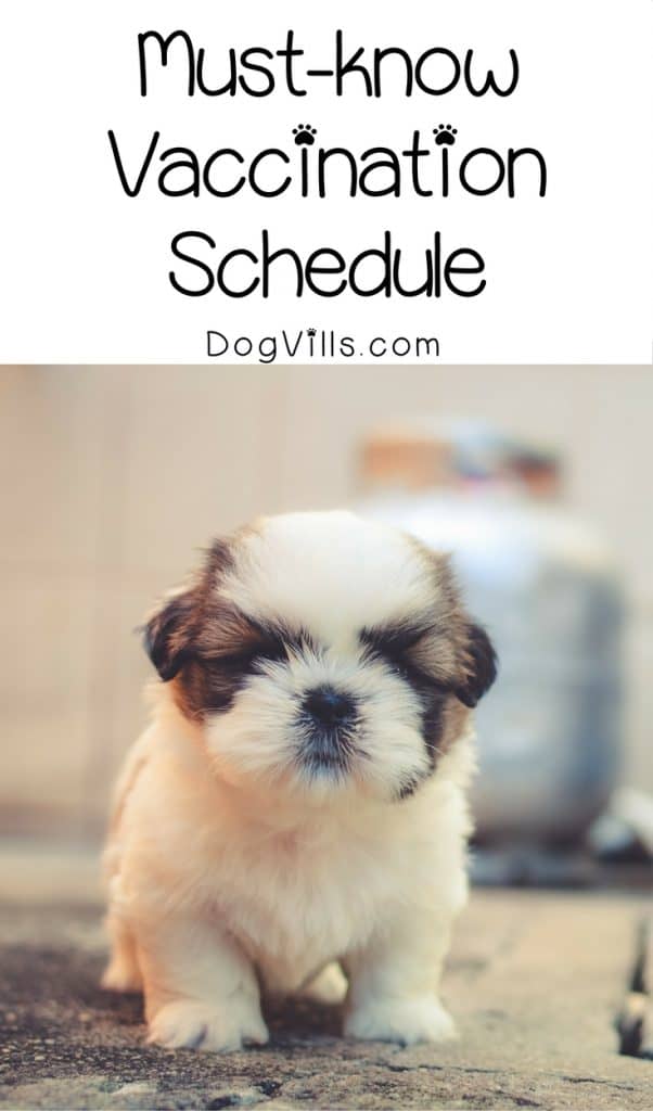 Do you know which shots your puppy needs when? Check out our handy vaccination schedule for new dog parents!