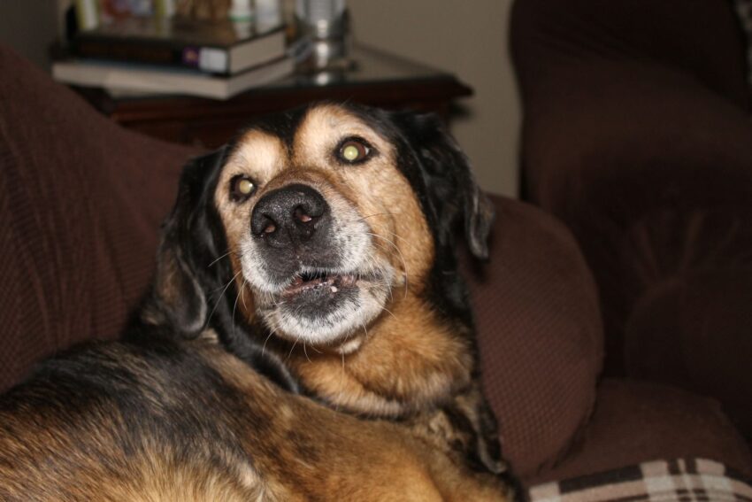 Senior Dog Checklist