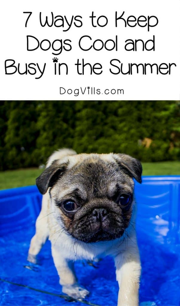 How can you keep dogs cool AND busy in the summer? Check out these 7 ways to cool Fido down while keeping him entertained!