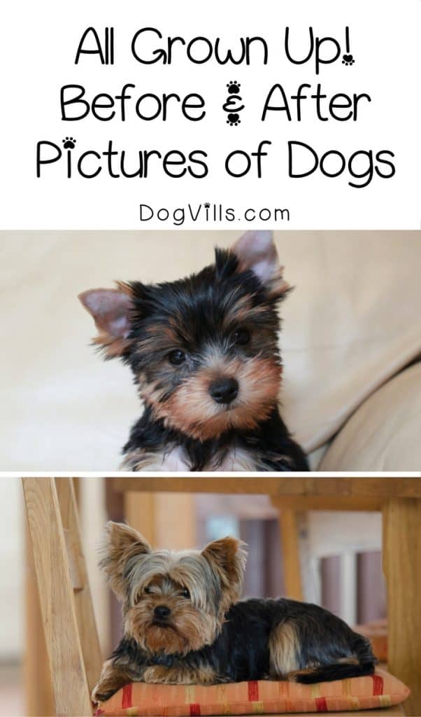 Watch these pups grow up right before your eyes with these 10 adorable before and after pictures of dogs! Check them out!