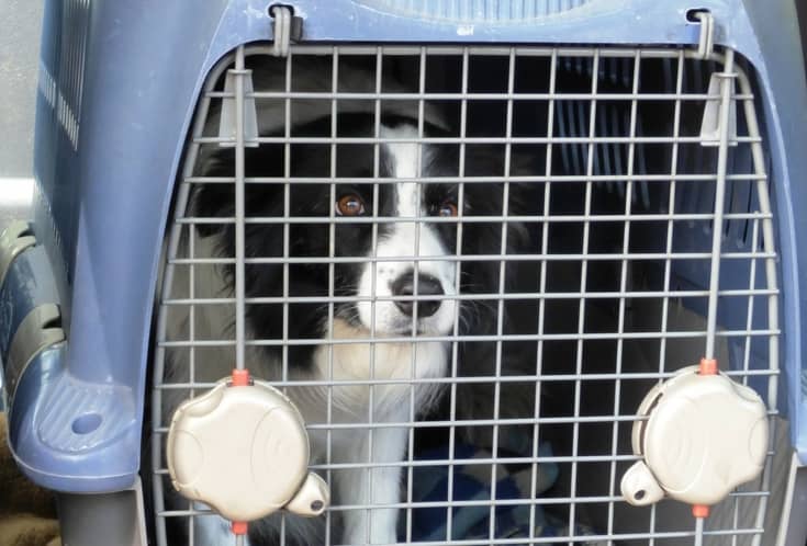 how long can a puppy stay in a crate during the day