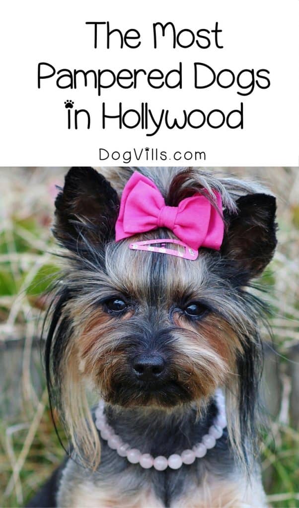 Think you go overboard with spoiling your pooch? These most pampered dogs in Hollywood will make you feel a little better! Check them out!