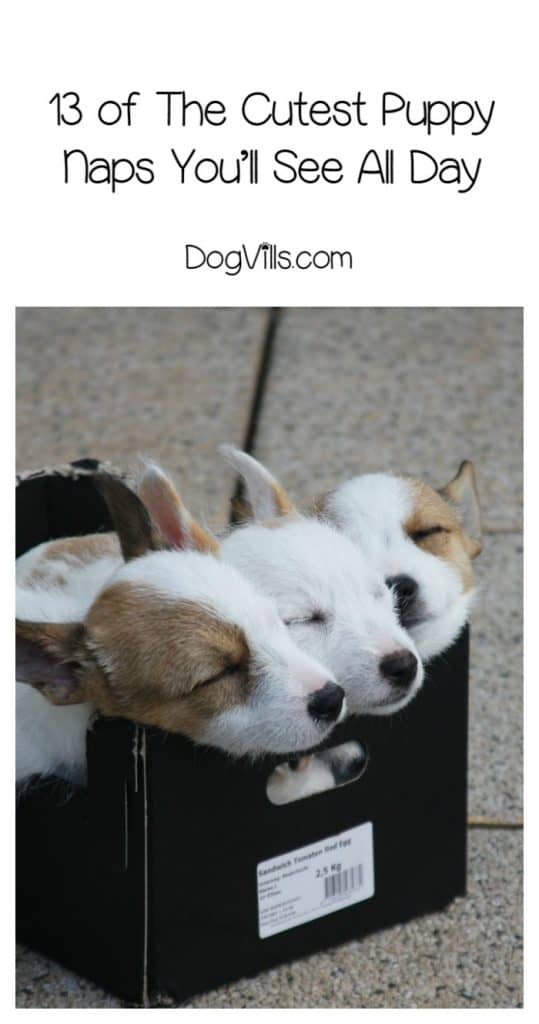 Get ready for 13 of the cutest puppy naps you’ll see all day! Don’t you just want to curl right up with them and bury your face in that soft fur! Check them out!