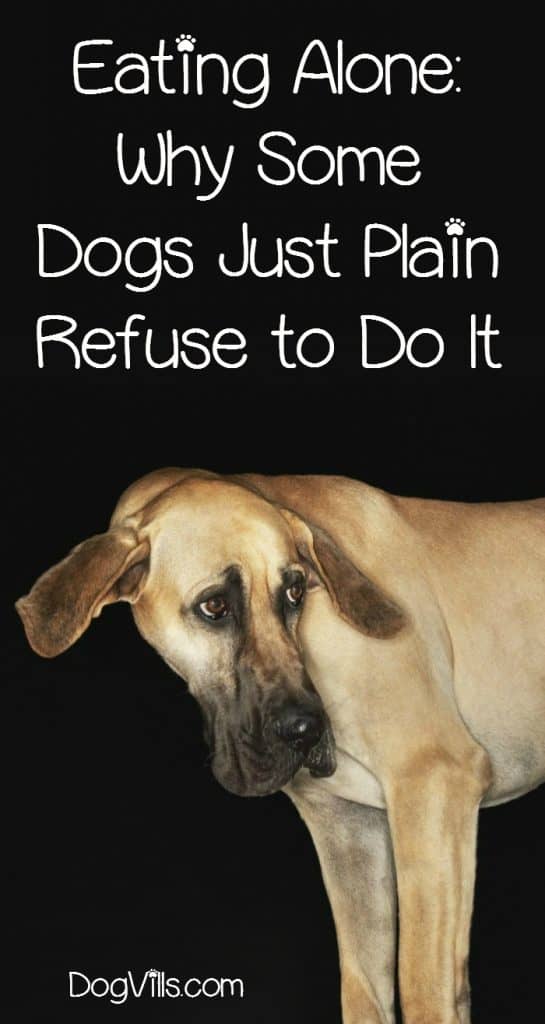 Eating alone just doesn't fly with some dogs. It's usually nothing to be concerned with, though. Learn more about why some dogs just won’t do it!