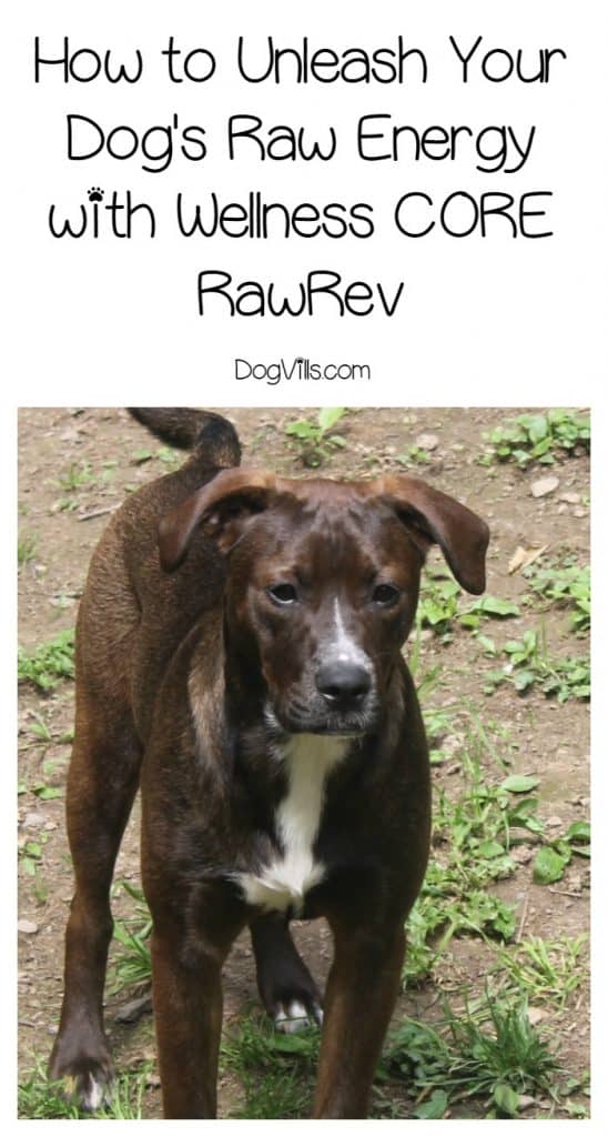 Want to go raw but just don’t know how to do it safely? Wellness CORE RawRev just made it a whole lot easier to unleash your dog’s raw energy! Check it out!