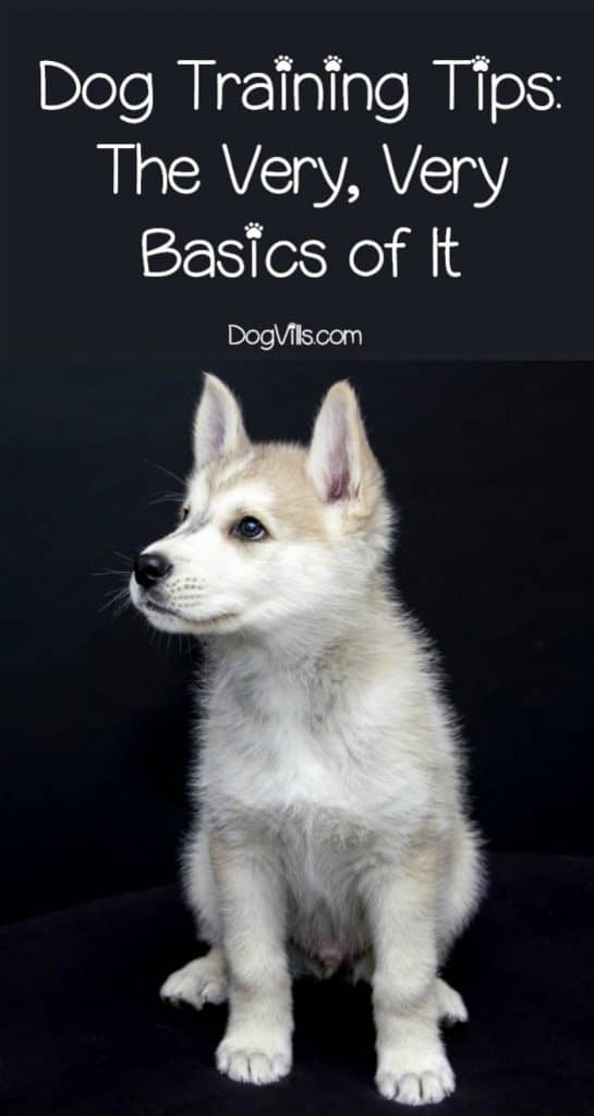 Not sure how much you need to teach your puppy right away? Get down to the nitty gritty with the very, very necessities of dog training basics!