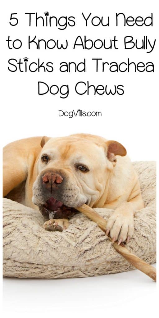 Thinking about getting your dog some bully sticks and trachea dog chews? Check out 5 things you need to know before buying!