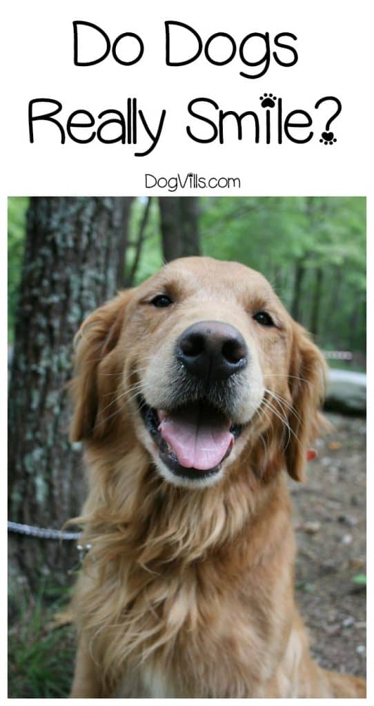 Do dogs smile? Oddly, that's a fairly controversial question! Find out if Fido really is grinning at you or if something else is going on when he smiles!