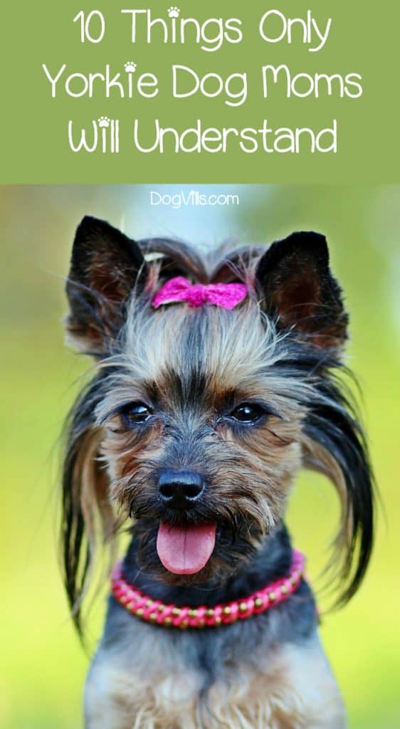 From ‘tudes to tails, there are just some things that only Yorkie moms can really understand! Check out our top 10 list!