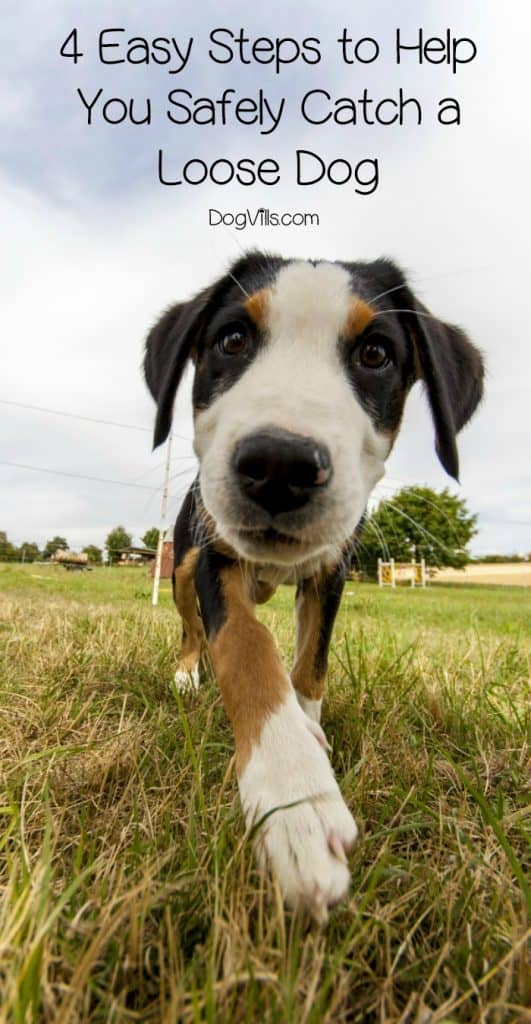 How do you catch a loose dog? Very carefully! Follow these four easy steps to help you wrangle a pooch on the loose quickly and safely!