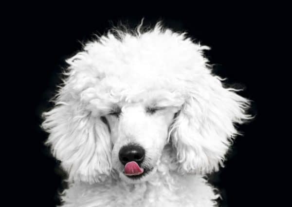 Aren't these 10 poodle dog names just precious? Find the perfect moniker for your new pup with these adorable names for boy and girl dogs! Check them out!