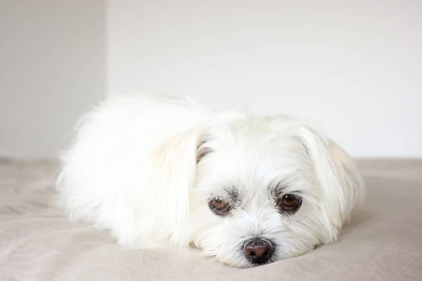 Do you know these eight most common Shih Tzu eye problems that you need to watch out for? Check them out and keep your pup’s vision healthy!