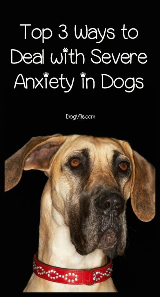 Severe anxiety in dogs is rough on both you and your pooch. Check out the top 3 ways for treating it so your pup can get back to having fun!