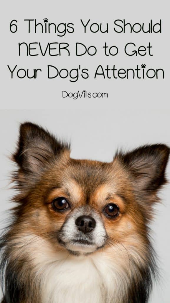 There are several don'ts when it comes to getting your dog's attention. The dont's of getting your dog's attention are just as important as the do's. Find out what they are!