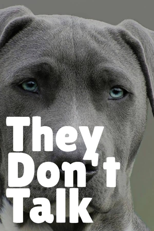 Animals hide their pain: Nothing will take away the heartache of losing a pet, but knowing these 5 things about euthanizing your dog can help ease both of your suffering just a little bit.