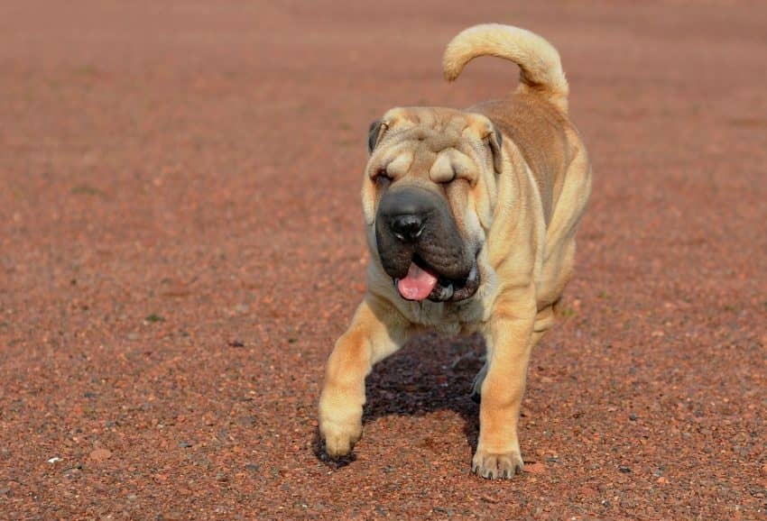 shar pei pitbull mix puppy