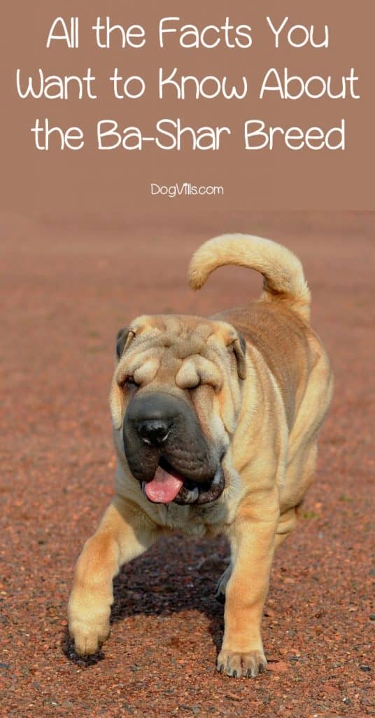 Looking for Ba-Shar dog breed facts? Check out everything you need to know- from appearance to health traits- about this designer mixed breed!