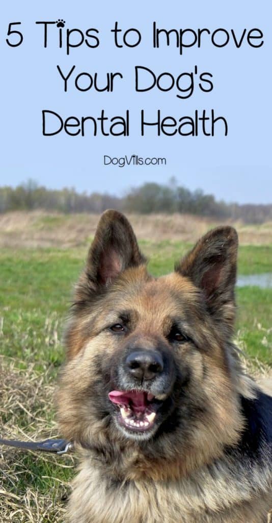 We'll help you nip dental disease in the bud by sharing with you a few tried and tested tips to improve your dog’s dental health. Let’s get started!