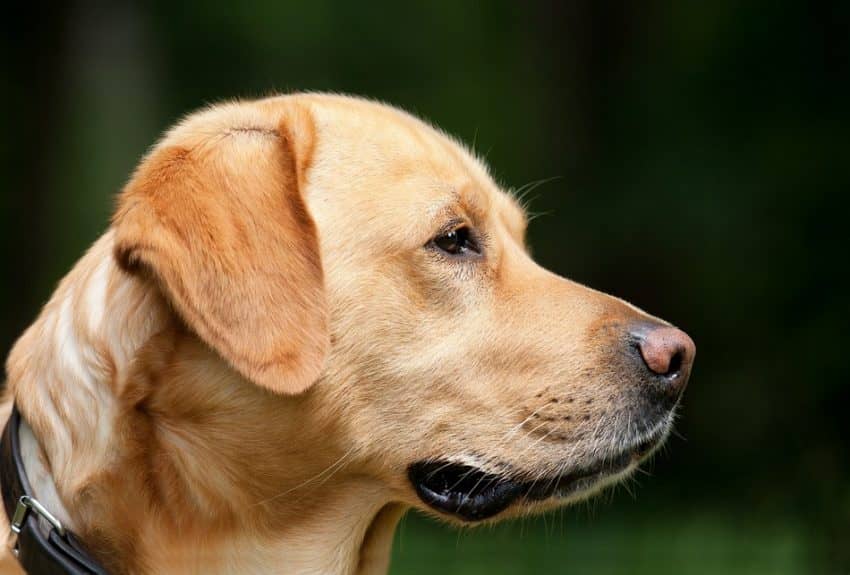 5 Least Stubborn Dog Breeds: Labrador Retriever