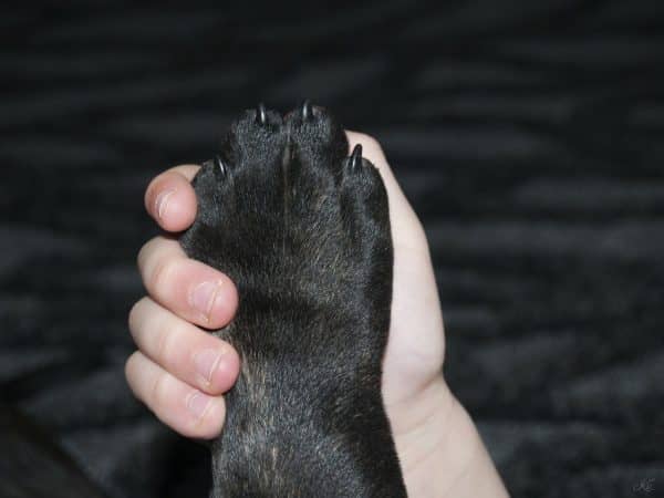 Want to prevent cracks and splits in your dog's claws? Check out these five tips on how to strengthen dog nails!