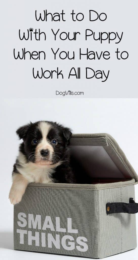 Wondering what to do with a puppy when you're at work all day? Check out our top three tips for how to raise your pup while working!