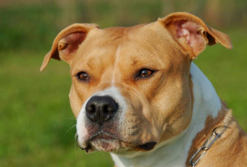 what is the difference between a pitbull and staffordshire terrier