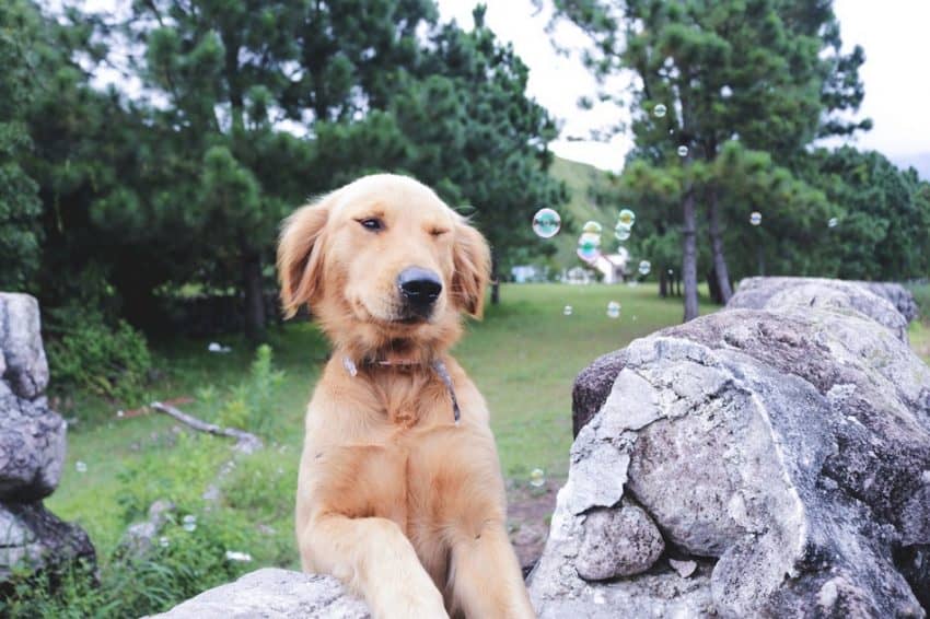 A dog eating rocks is a dog in danger Find out why your dog might be eating rocks, what could happen, and how to stop it in our complete guide!