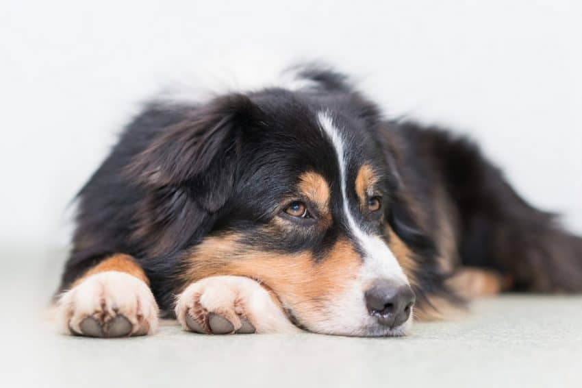 How is my dog's health affected when he is infested with fleas? Learn about flea infestation health risks and what you can do to prevent them!