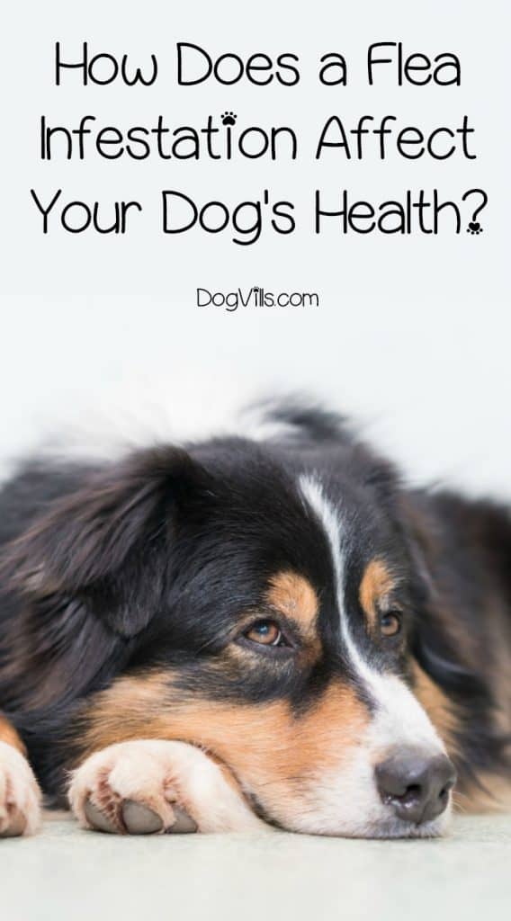 How is my dog's health affected when he is infested with fleas? Learn about flea infestation health risks and what you can do to prevent them!