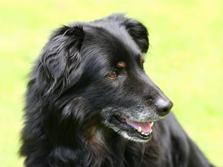 Curated visual reference: Signs Your Dog Is Dying From Kidney Failure And How Photo Inspiration
