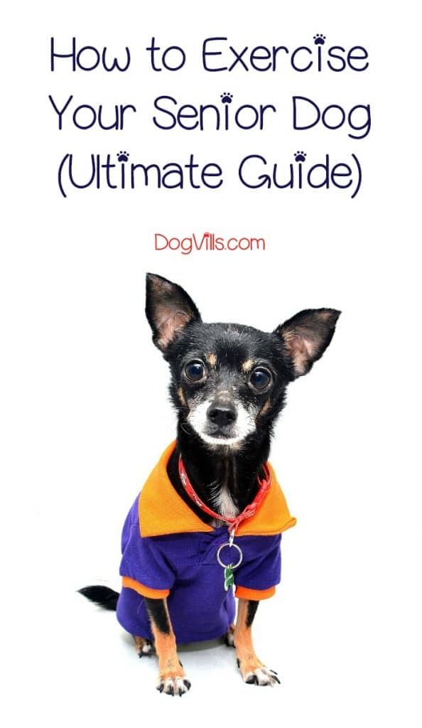 Wondering how to exercise a senior dog? Check out our ultimate guide with tips to help keep your older pooch active and healthy well into his elderly years!