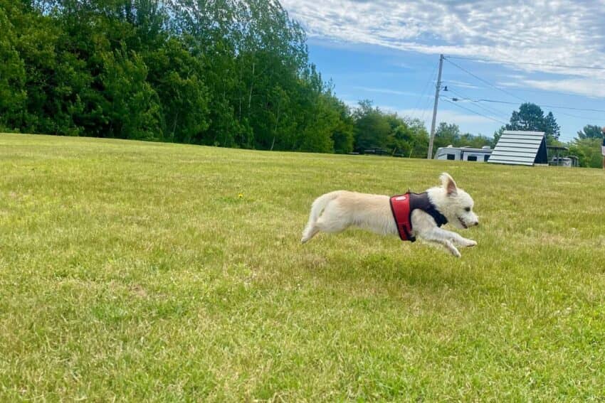 How Can You Tell if Your Dog is Happy With His Life?