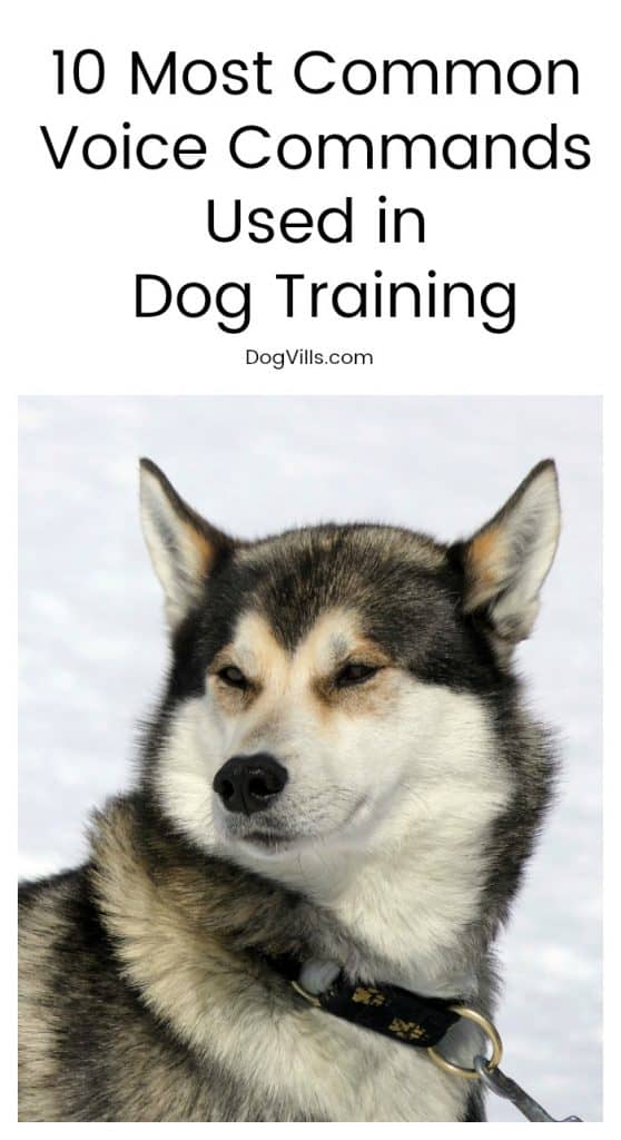 Getting ready to train your dog? Voice commands are a must! Check out the 10 most commonly used voice commands in dog training!