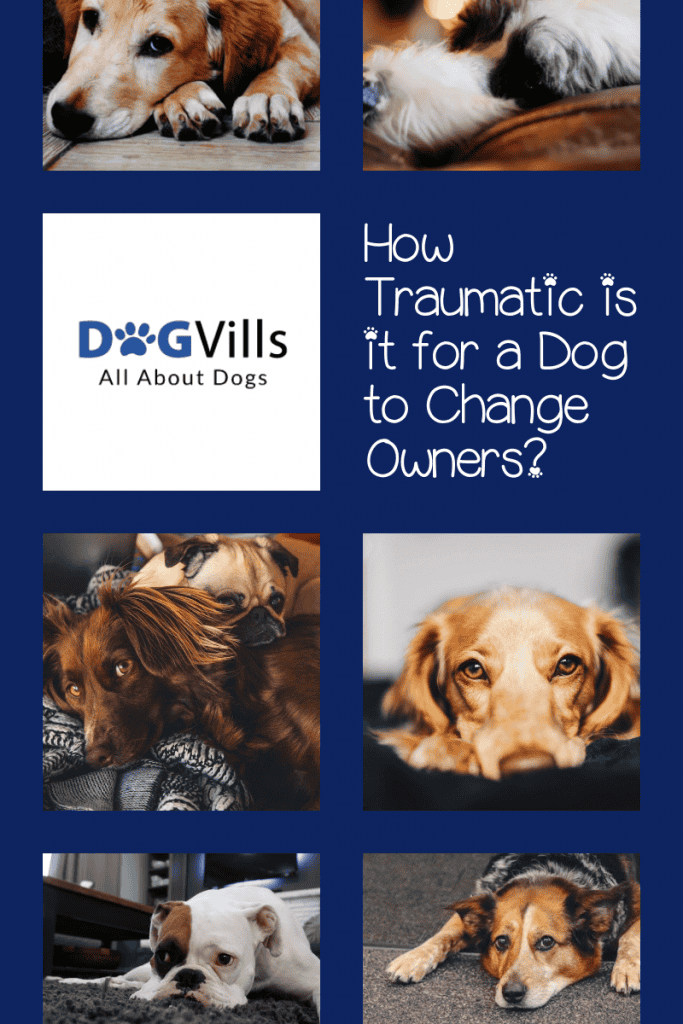 How traumatic is it for a dog to change owners when rehoming is the only feasible option? Find out if it’s equally as hard on them if it is on us, and how to make their transition smoother.