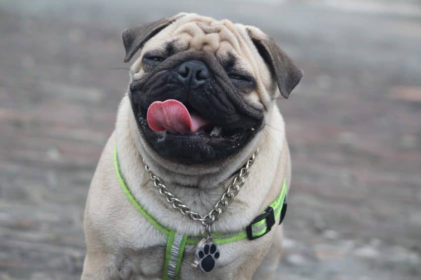 Pugs are one of the best dogs for first time owners