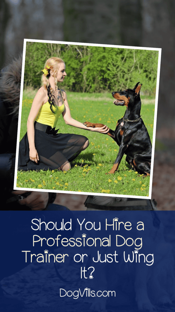 If you don't know how to properly train a dog, is it better to hire a professional trainer or to take classes and figure our dog obedience training as you go along? Find out the answer!