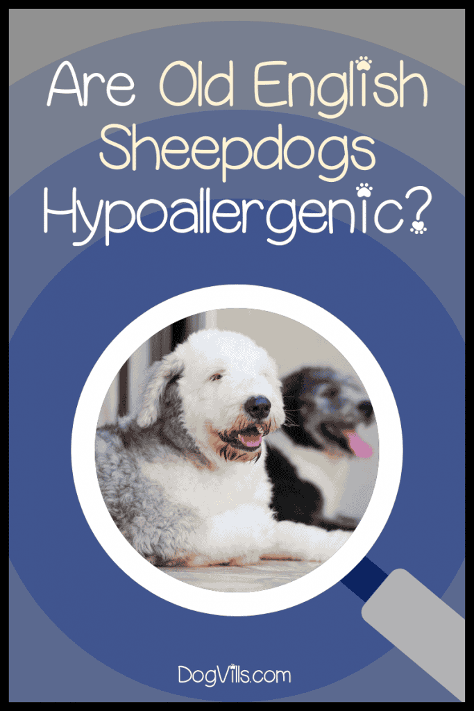 Are Old English Sheepdogs Hypoallergenic? We’ll give you that answer, as well as everything you need to know about OES temperament, health, and care! Let’s check it out!