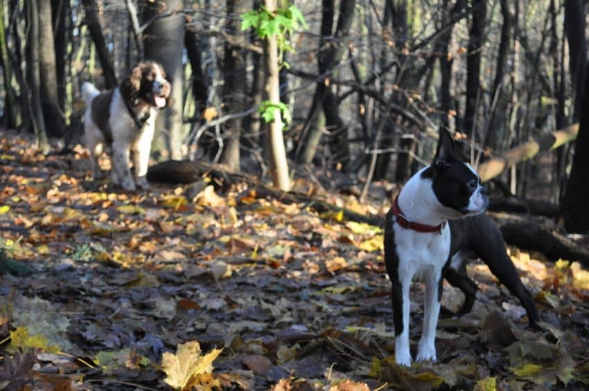 When you're planning your first road trip with your dog, there are a lot of things to consider! You want to figure these things about before you hit the road, not while you're driving down the highway! Check out these tips for your first-time road trip with your pup!