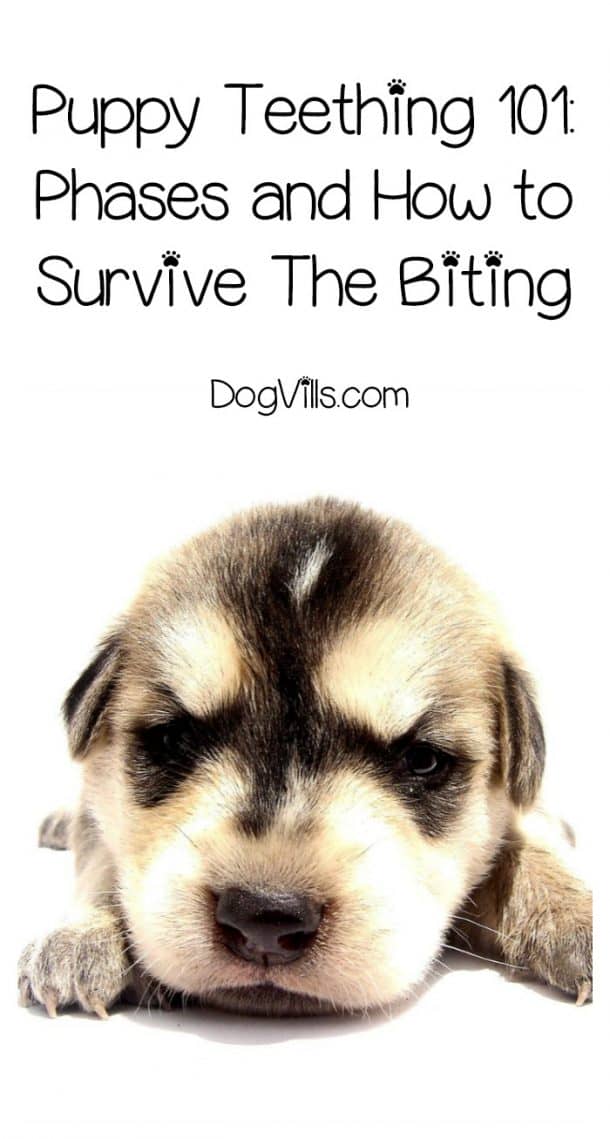 Image showcasing Puppy Teething 101: How To Survive The Biting Stage - DogVills