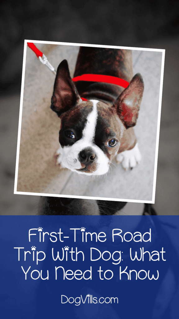 When you're planning your first road trip with your dog, there are a lot of things to consider! You want to figure these things about before you hit the road, not while you're driving down the highway! Check out these tips for your first-time road trip with your pup!