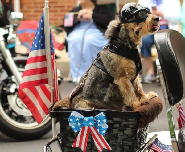 July 4th and American themed dog names have a great cultural significance. Our list represents some of the finest female and male dog names inspired by the 4th of July and America. Check them out!