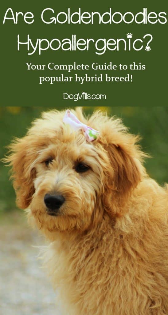 Are Goldendoodles hypoallergenic? As you may know, the Golden part of the equation is NOT, yet the poodle part IS. So what happens when you combine the two? Find out the answer, along with everything you need to know about this popular hybrid dog breed!