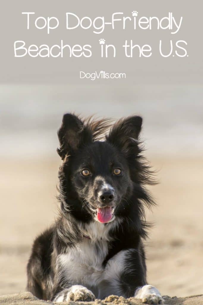 Want to plan your vacation to one of the top dog-friendly beaches in the U.S.? We're here to help! These beaches allow your dog to run in the sand, splash in the water and take in the warm sunshine. Check them out!