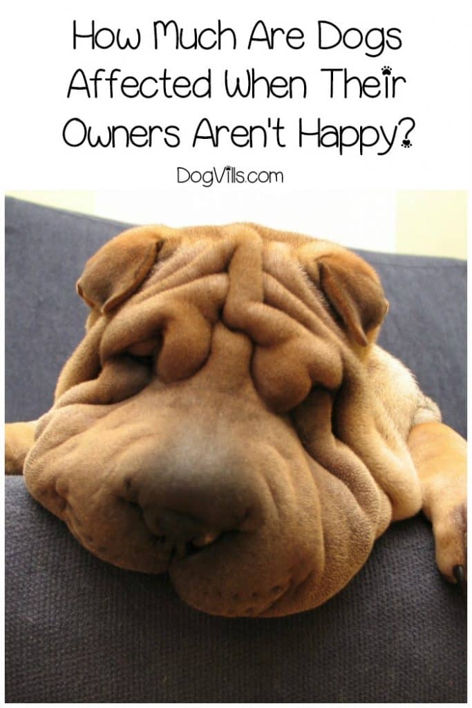 We, as pet owners, believe that our animal companions can feel our sadness and choose to comfort us. Is there any truth in this statement? How much are dogs affected when their owners are not happy? Keep on reading to find out.