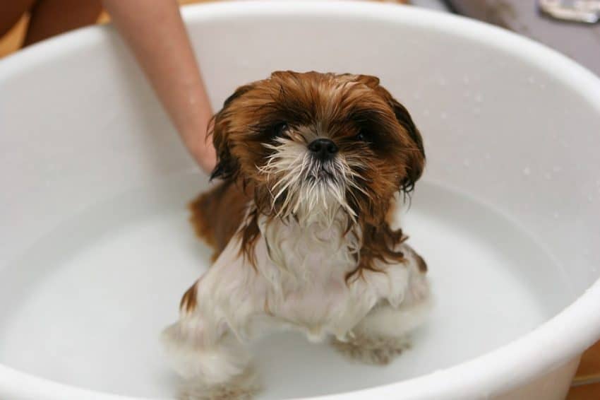 Looking for some clever outdoor dog bath station ideas to make bathing your dog a lot easier? We've got you covered! Check out these 7 easy DIY ideas that you can make this weekend!