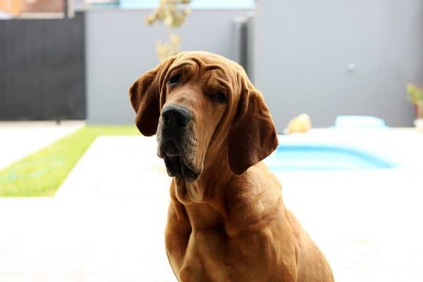Can dogs sense pain or is that just a myth? How about other changes in our bodies? Read on to find out the answer! It may surprise you!