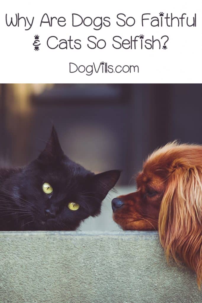 A friend asked me, “Why are dogs so faithful? Why are cats so selfish?” That sparked my curiosity, and I decided to do a little research into the topic. Find out what I learned!