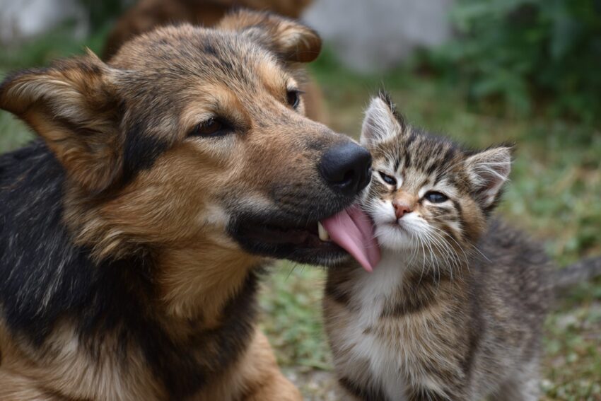 Why Is Your Dog Licking Your Kitten Like Crazy?