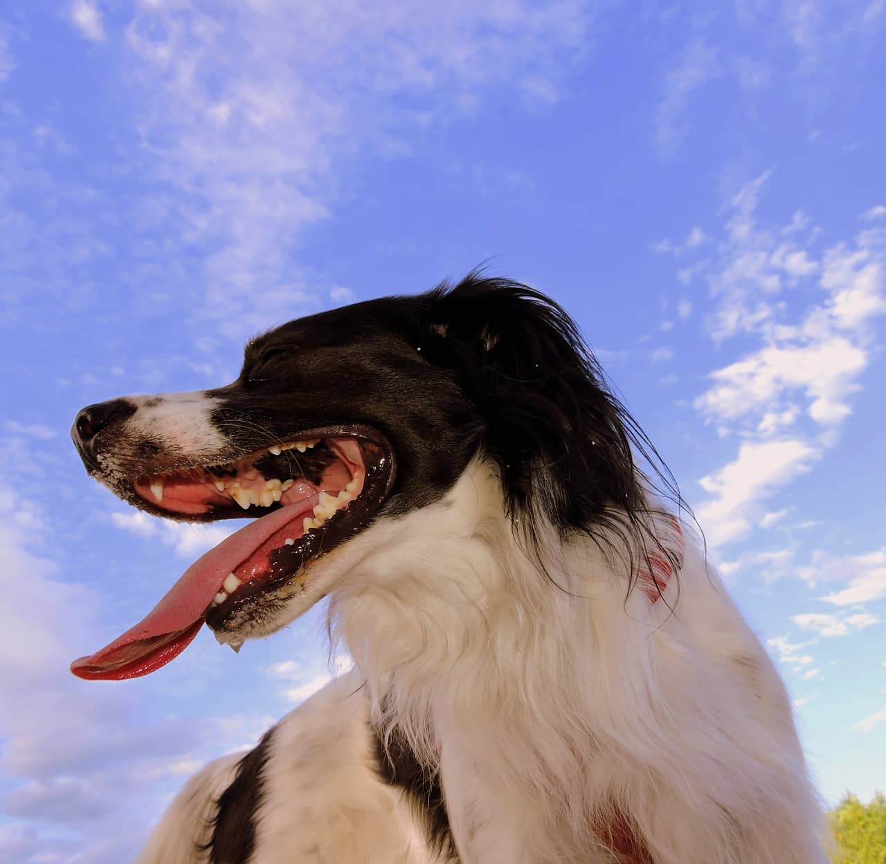 Picture of 8 Warning Signs That a Dog is Dying - DogVills